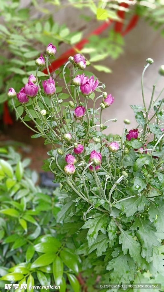菊花