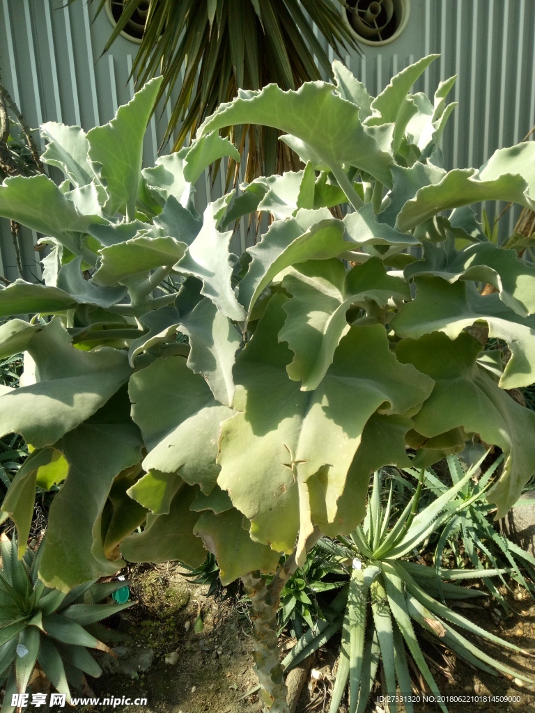 植物园