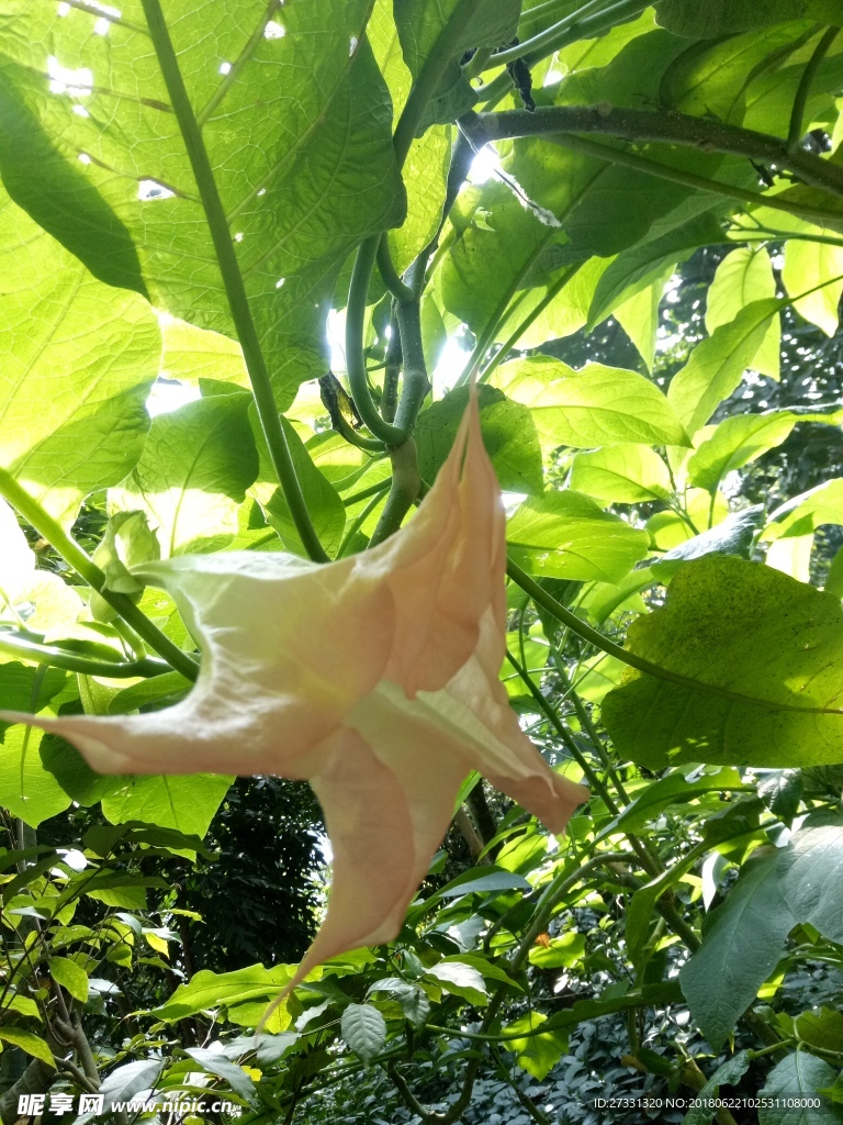 中山植物园温室