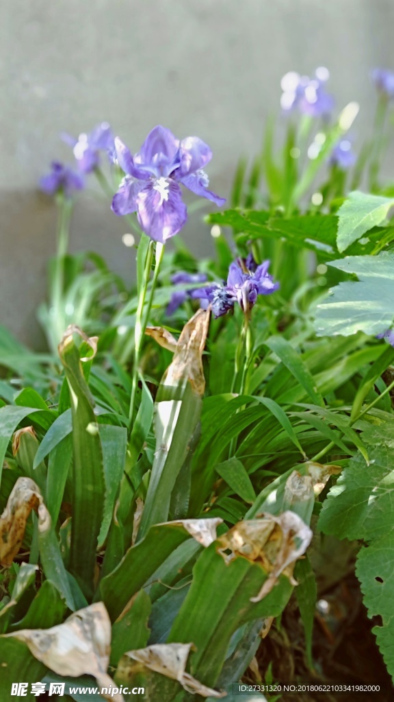 自然鸢尾花