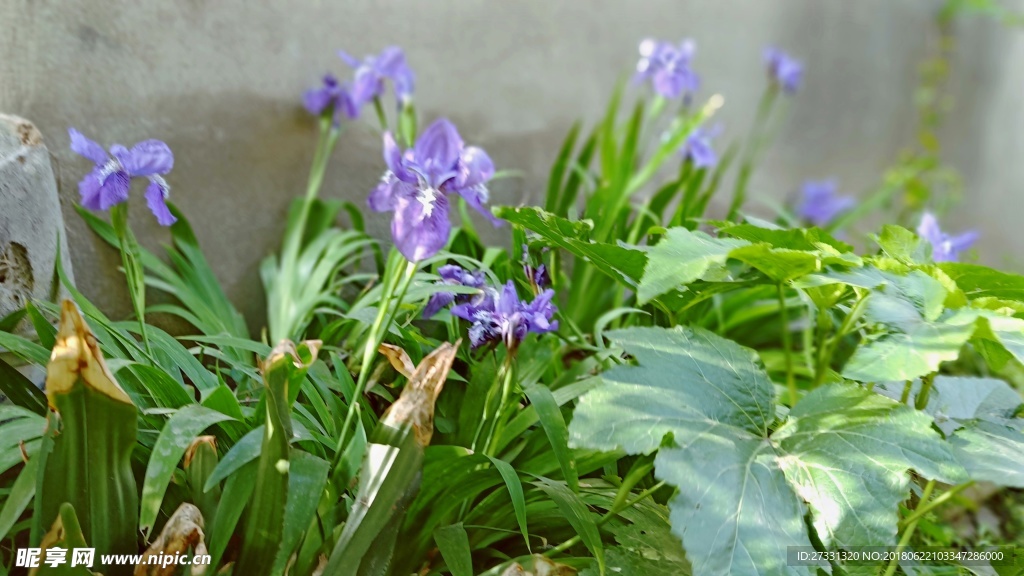 鸢尾花