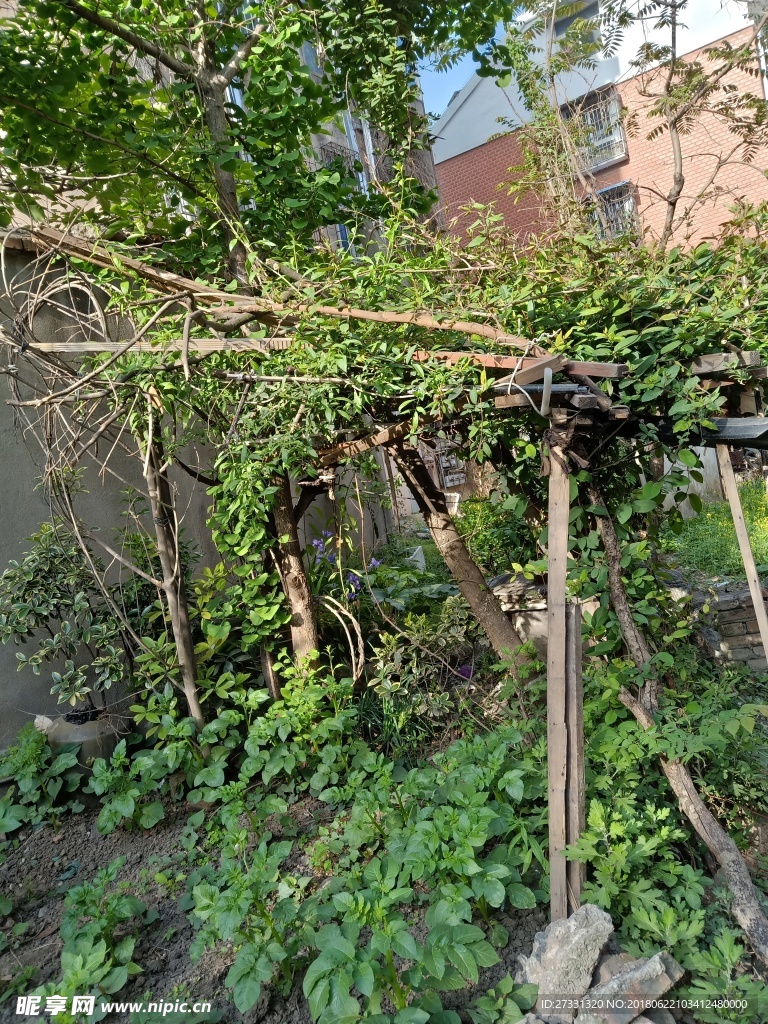 植物花架