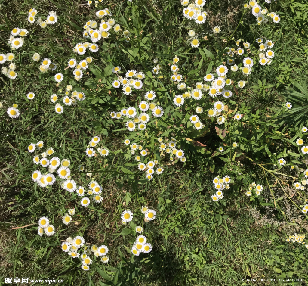 一年蓬花