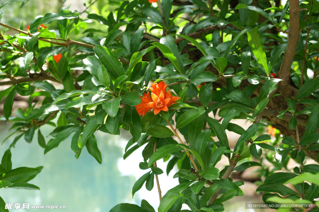 枝叶中的花朵