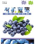 蓝莓海报