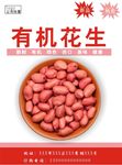 花生海报