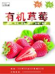 草莓海报