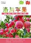 苹果海报
