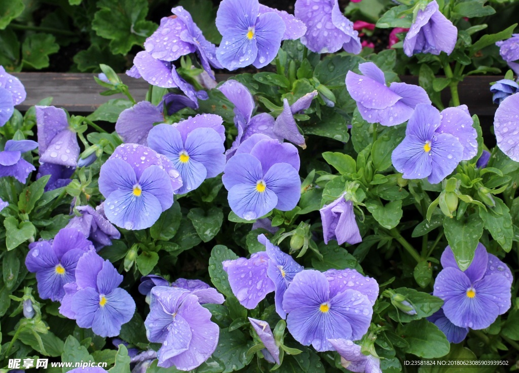 牵牛花
