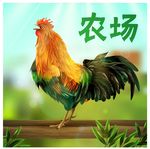 公鸡