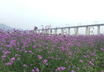 花海
