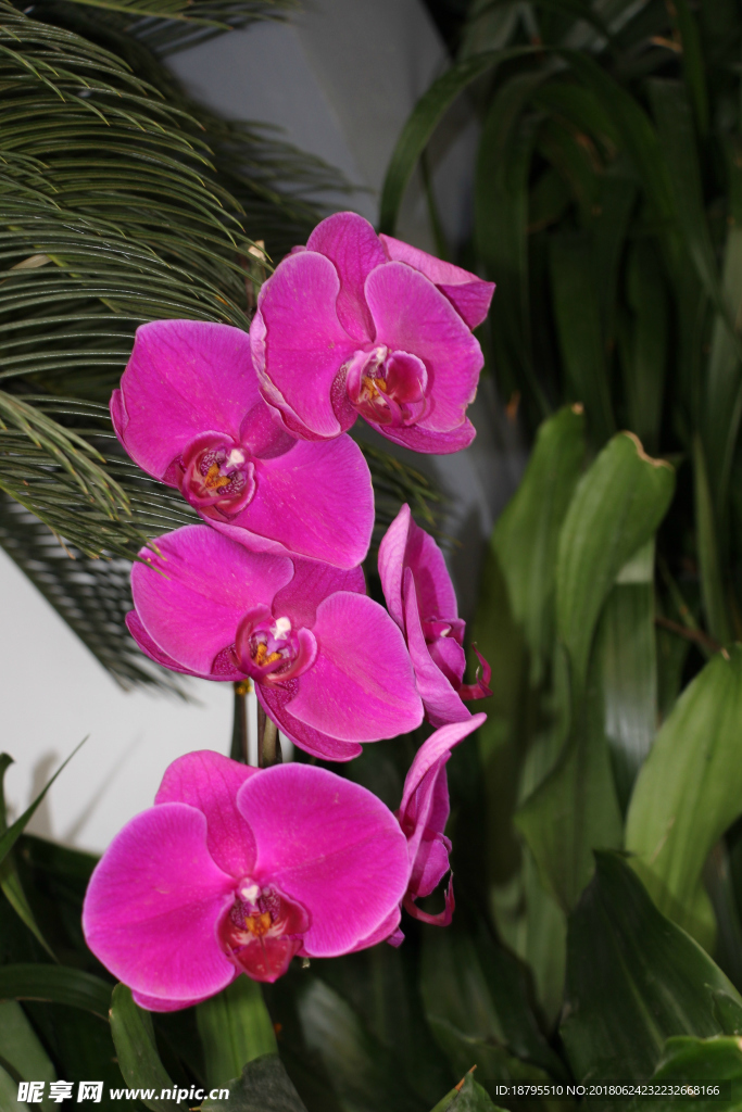 红色花