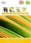 玉米海报