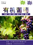 葡萄海报