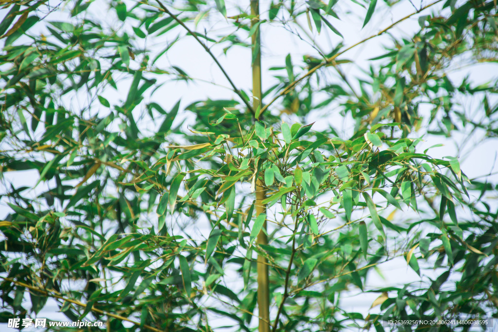 春—绿叶