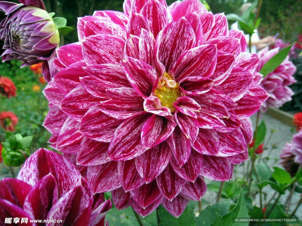 大丽花