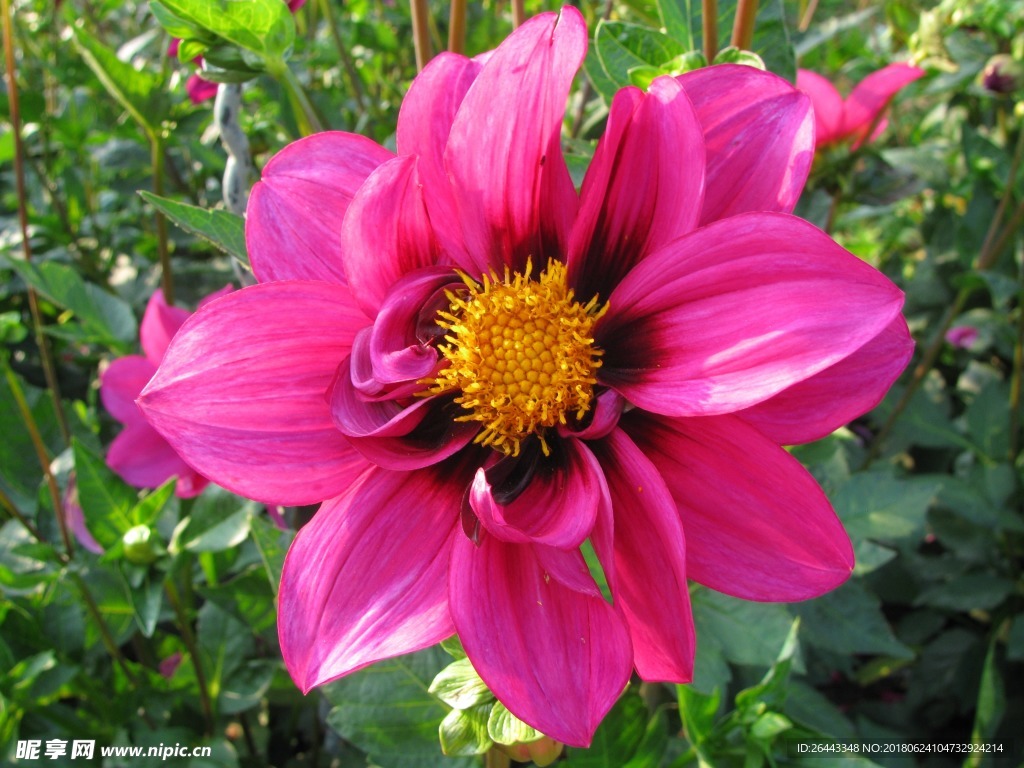 菊花