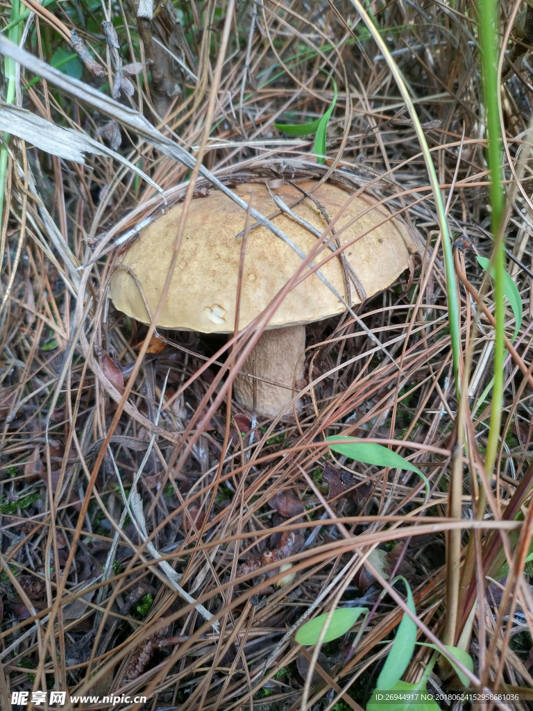 酸牛肝菌