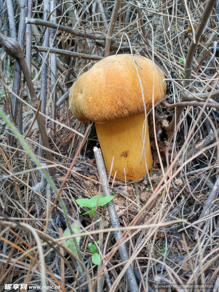 黄癞头 黄牛肝菌