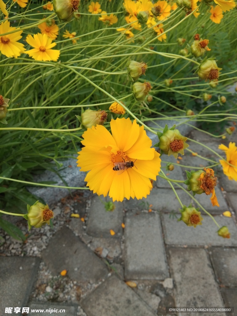 波斯菊 花卉照片