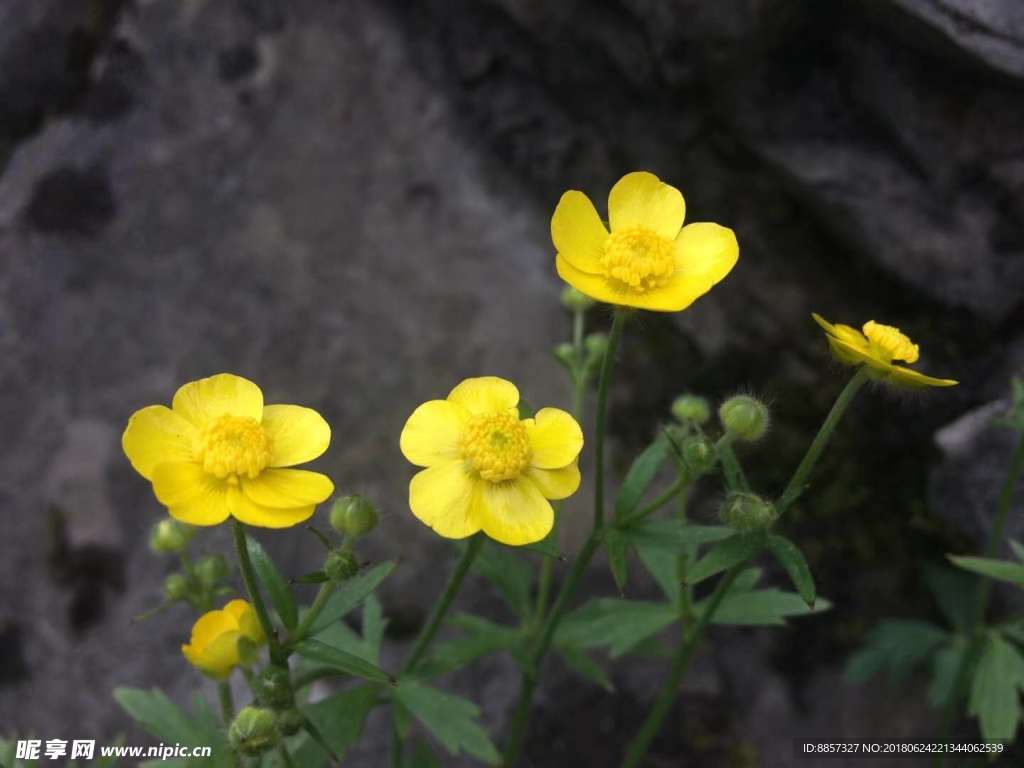 黄花