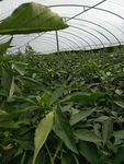 大棚辣椒