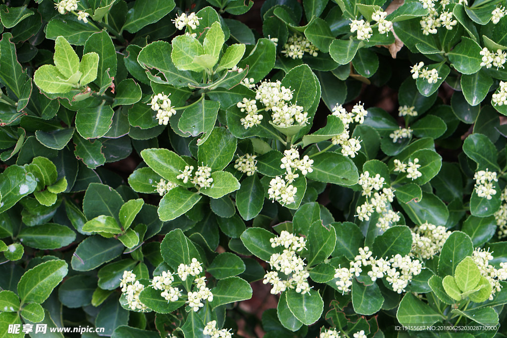 夏季小白花