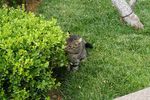 草地上的猫咪