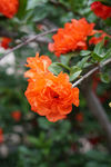 石榴花