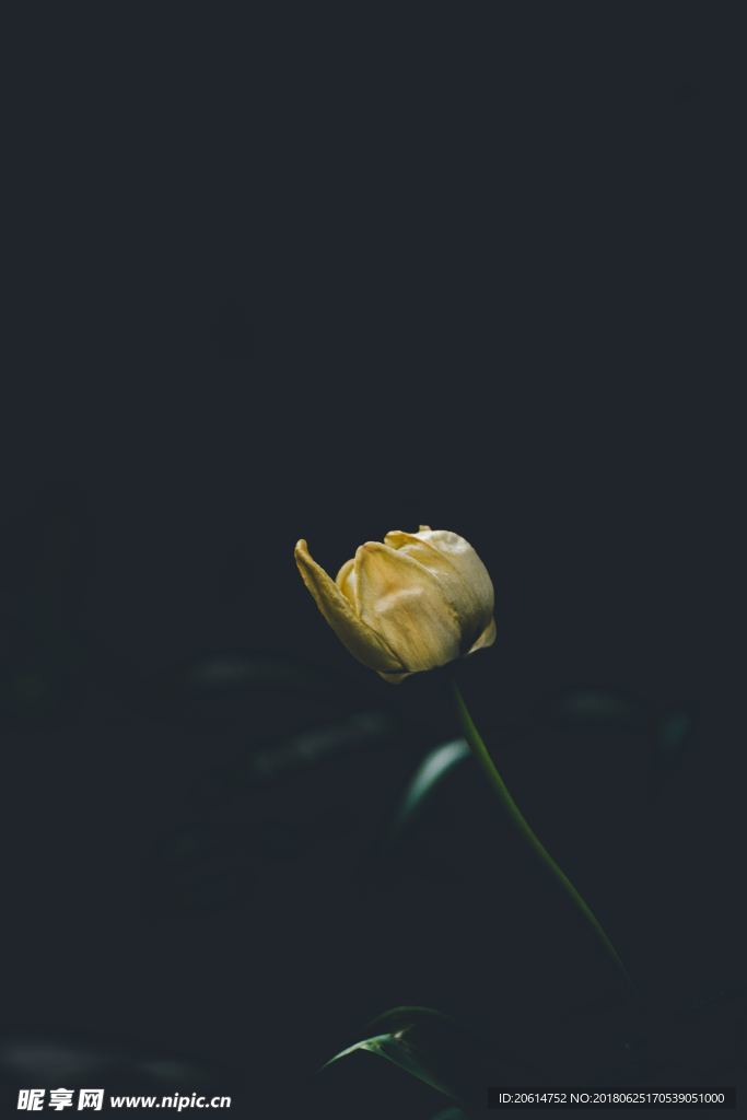 黄色月季花