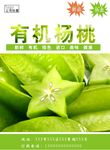 杨桃海报