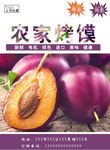 李子海报