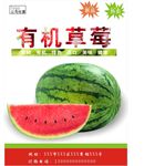 西瓜海报