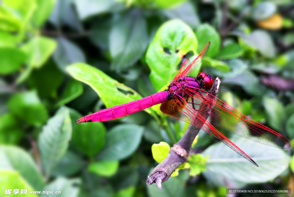 红蜻蜓