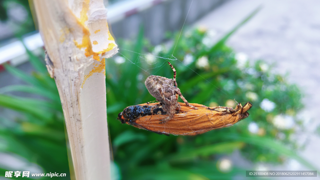 蜘蛛捕食