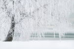 冬天 树 雪
