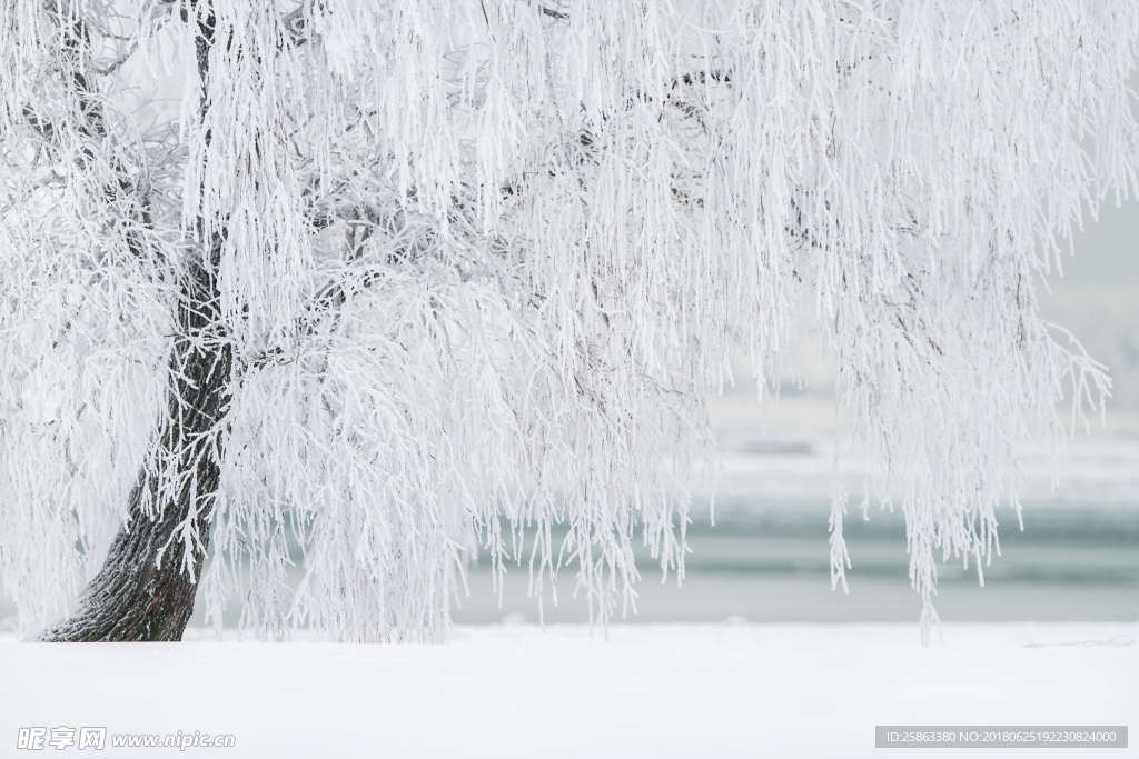 冬天 树 雪