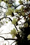留坝张良庙  玉兰花