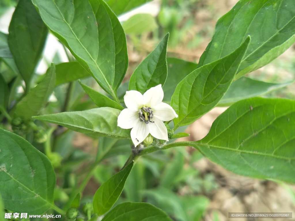 辣椒花 白色小花