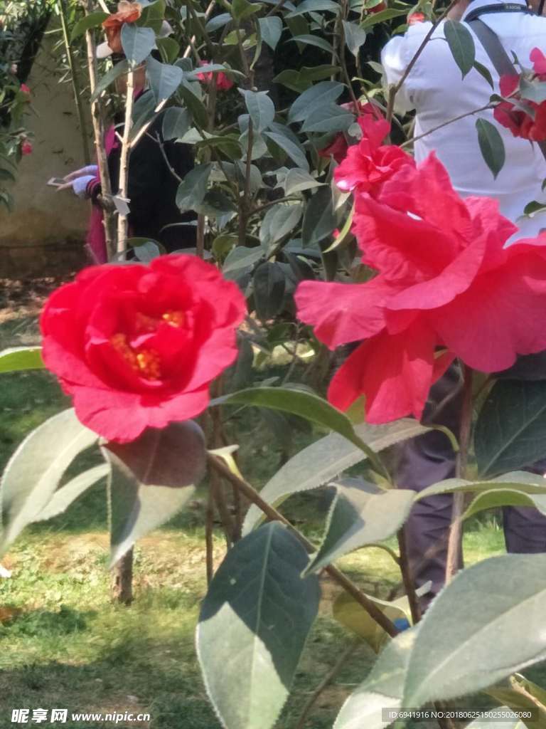 红花