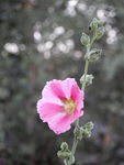 蜀葵花