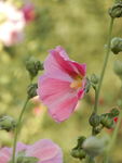 蜀葵花