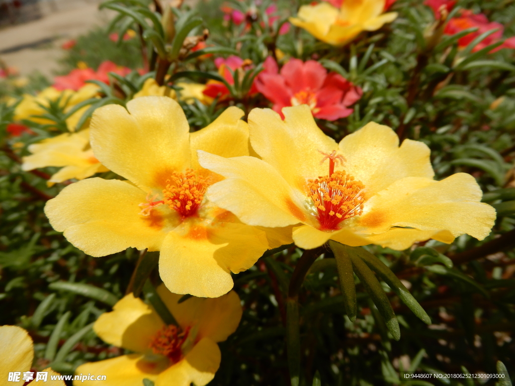 太阳花
