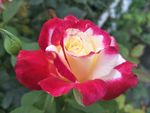 月季花