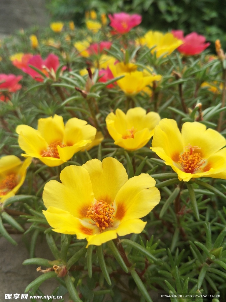 太阳花