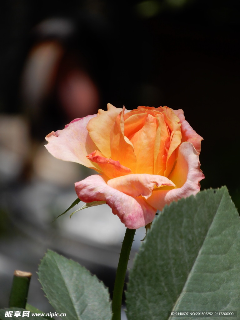 月季花