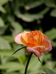 月季花