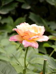 月季花