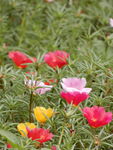 太阳花