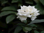 月季花